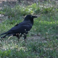 Corvus coronoides (Australian Raven) at Lavington, NSW - 10 Feb 2021 by PaulF