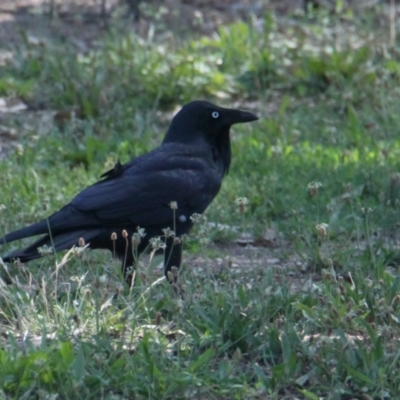 Corvus coronoides (Australian Raven) at Lavington, NSW - 10 Feb 2021 by PaulF