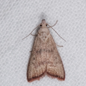 Callionyma sarcodes at Melba, ACT - 8 Feb 2021 09:54 PM