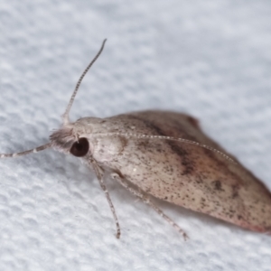 Callionyma sarcodes at Melba, ACT - 8 Feb 2021 09:54 PM