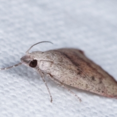 Callionyma sarcodes at Melba, ACT - 8 Feb 2021 09:54 PM