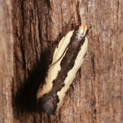 Ardozyga mesochra and similar species at Melba, ACT - 8 Feb 2021 by kasiaaus