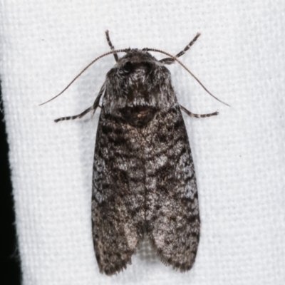 Trigonocyttara clandestina (Less-stick Case Moth) at Melba, ACT - 8 Feb 2021 by kasiaaus