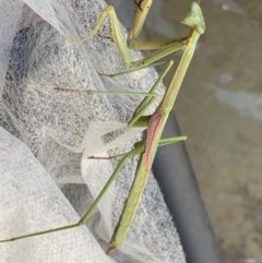 Tenodera australasiae (Purple-winged mantid) at Murrumbateman, NSW - 10 Feb 2021 by SimoneC