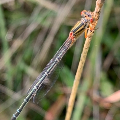 Xanthagrion erythroneurum (Red & Blue Damsel) at Murrumbateman, NSW - 11 Feb 2021 by SimoneC