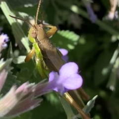 Bermius brachycerus at Murrumbateman, NSW - 10 Feb 2021