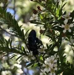 Austroscolia soror (Blue Flower Wasp) at Australian National University - 11 Feb 2021 by TimYiu