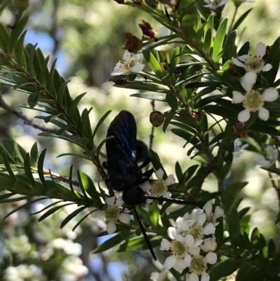 Austroscolia soror (Blue Flower Wasp) at Australian National University - 11 Feb 2021 by TimYiu