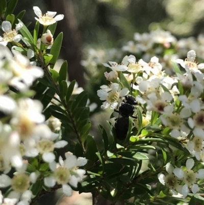 Apocrita (suborder) (Unidentified wasp) at Acton, ACT - 11 Feb 2021 by TimYiu