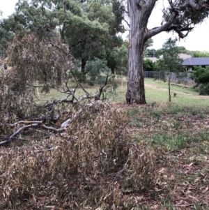 Eucalyptus melliodora at Hughes, ACT - 27 Jan 2021