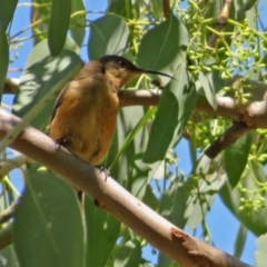 Acanthorhynchus tenuirostris (Eastern Spinebill) at Jerrabomberra, NSW - 11 Feb 2021 by RodDeb