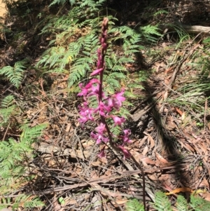 Dipodium roseum at Coree, ACT - suppressed