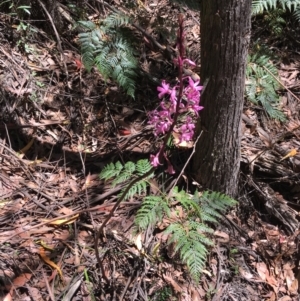 Dipodium roseum at Coree, ACT - suppressed