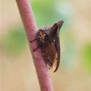 Pogonella minutus at Holt, ACT - 10 Feb 2021