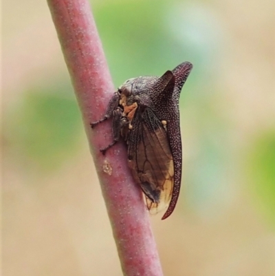 Pogonella minutus (Tiny two-spined treehopper) at Holt, ACT - 9 Feb 2021 by CathB