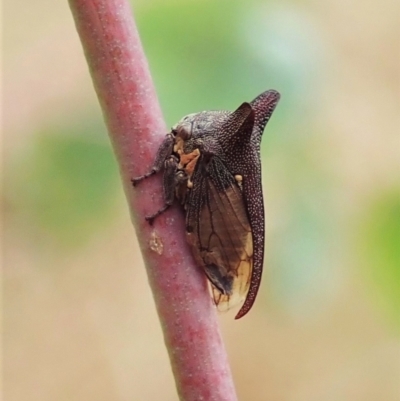 Pogonella minutus (Tiny two-spined treehopper) at Holt, ACT - 10 Feb 2021 by CathB