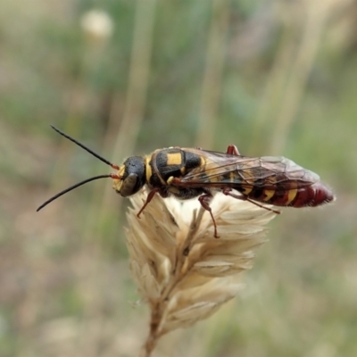 Agriomyia sp. (genus) (Yellow flower wasp) at Mount Painter - 9 Feb 2021 by CathB