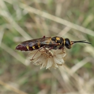 Agriomyia sp. (genus) at Holt, ACT - 10 Feb 2021