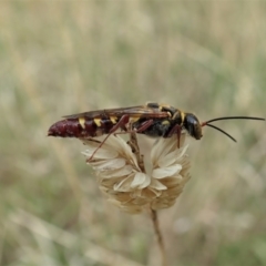 Agriomyia sp. (genus) at Holt, ACT - 10 Feb 2021