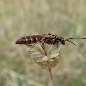 Agriomyia sp. (genus) at Holt, ACT - 10 Feb 2021