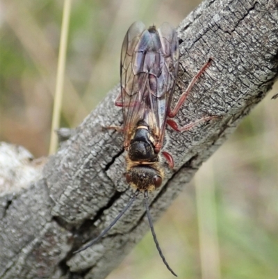 Tiphiidae (family) (Unidentified Smooth flower wasp) at Cook, ACT - 9 Feb 2021 by CathB
