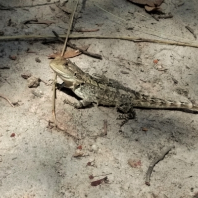 Amphibolurus muricatus (Jacky Lizard) at Tuggeranong DC, ACT - 11 Feb 2021 by BarrieR