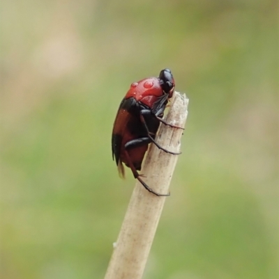Macrosiagon sp. (genus) (Ripiphorid beetle) at Holt, ACT - 9 Feb 2021 by CathB