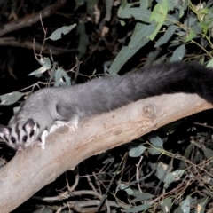 Petaurus norfolcensis (Squirrel Glider) at West Albury, NSW - 10 Feb 2021 by WingsToWander