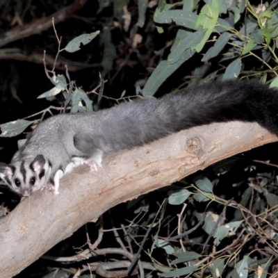 Petaurus norfolcensis (Squirrel Glider) at West Albury, NSW - 10 Feb 2021 by WingsToWander