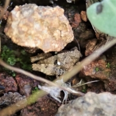 Tetrigidae (family) (Pygmy grasshopper) at Cook, ACT - 7 Feb 2021 by CathB