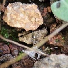 Tetrigidae (family) (Pygmy grasshopper) at Cook, ACT - 6 Feb 2021 by CathB