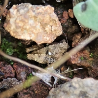 Tetrigidae (family) (Pygmy grasshopper) at Cook, ACT - 7 Feb 2021 by CathB