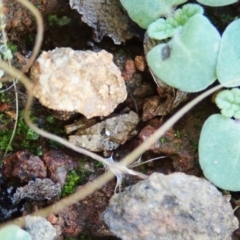 Tetrigidae (family) at Cook, ACT - 7 Feb 2021