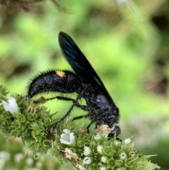 Laeviscolia frontalis (Two-spot hairy flower wasp) at Murrumbateman, NSW - 9 Feb 2021 by SimoneC