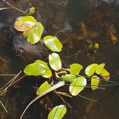 Potamogeton sp (cheesemanii or sulcatus) (Pondweed) at Crace, ACT - 11 Feb 2021 by tpreston
