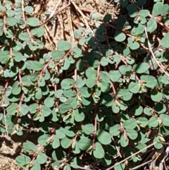 Euphorbia dallachyana (Mat Spurge, Caustic Weed) at Crace, ACT - 11 Feb 2021 by trevorpreston
