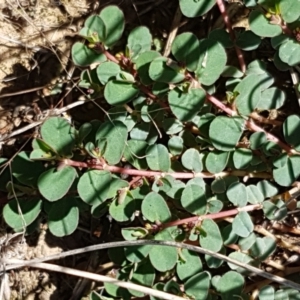 Euphorbia dallachyana at Crace, ACT - 11 Feb 2021