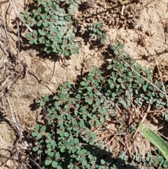 Euphorbia dallachyana at Crace, ACT - 11 Feb 2021