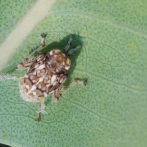 Cicadellidae (family) at Kaleen, ACT - 11 Feb 2021