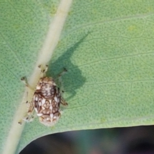 Cicadellidae (family) at Kaleen, ACT - 11 Feb 2021