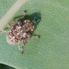 Cicadellidae (family) at Kaleen, ACT - 11 Feb 2021