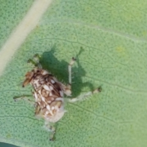 Cicadellidae (family) at Kaleen, ACT - 11 Feb 2021