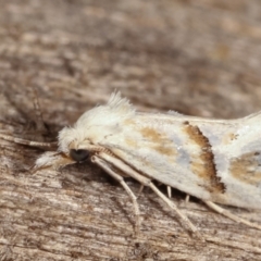 Heliocosma argyroleuca (A tortrix or leafroller moth) at Melba, ACT - 8 Feb 2021 by kasiaaus