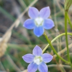 Wahlenbergia multicaulis (Tadgell's Bluebell) at Gungaderra Grasslands - 11 Feb 2021 by trevorpreston