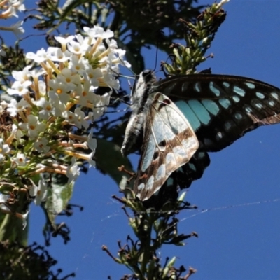 Graphium eurypylus (Pale Triangle) at Hughes, ACT - 11 Feb 2021 by JackyF