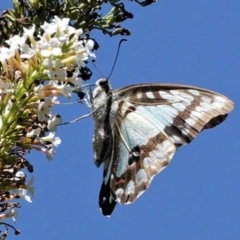 Graphium eurypylus at Hughes, ACT - 11 Feb 2021