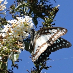 Graphium eurypylus at Hughes, ACT - 11 Feb 2021