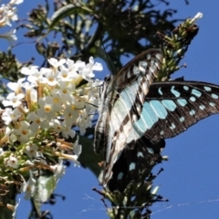 Graphium eurypylus at Hughes, ACT - 11 Feb 2021 12:11 PM