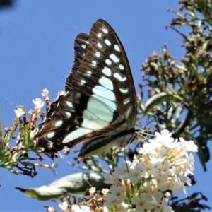 Graphium eurypylus at Hughes, ACT - 11 Feb 2021