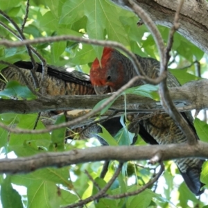 Callocephalon fimbriatum at Hughes, ACT - suppressed